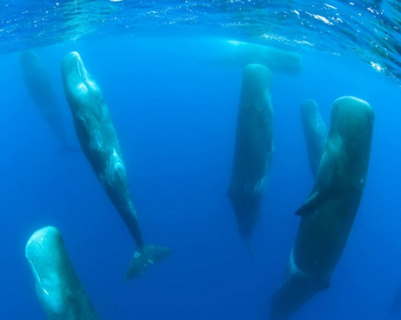 sperm-whales-sleeping
