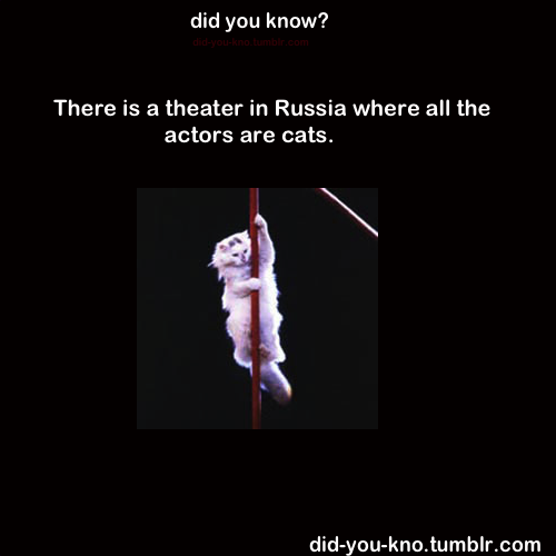 There is a theatre in Russia where all the actors are cats
